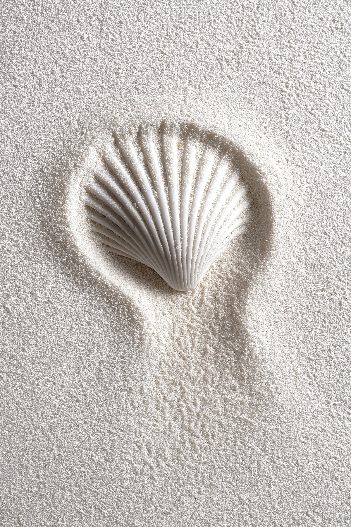 Scallop shell pressed into textured white plaster