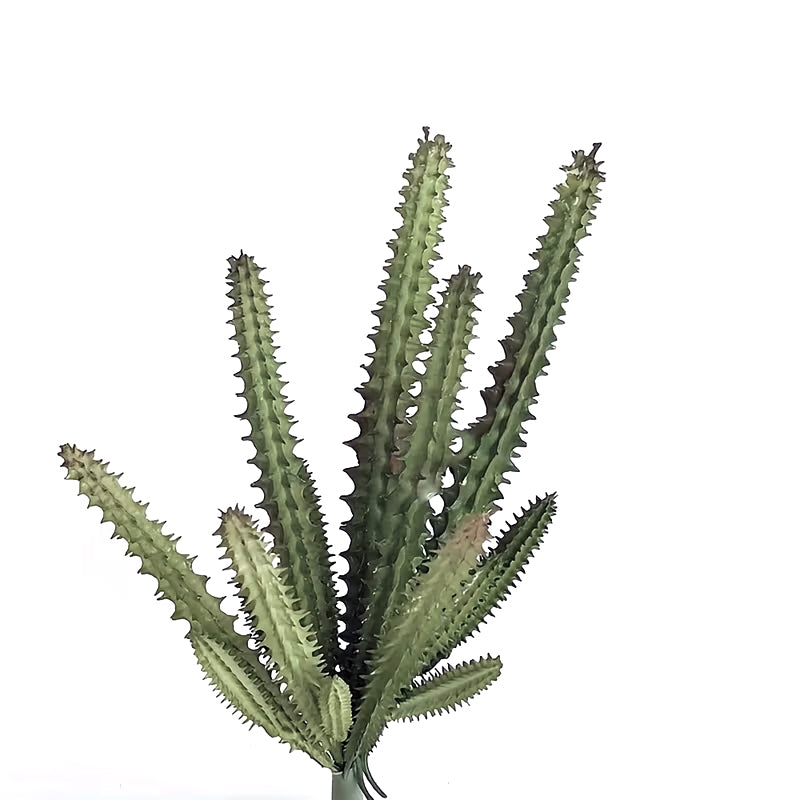 Watch Chain Cactus, 23cm Faux Greenery