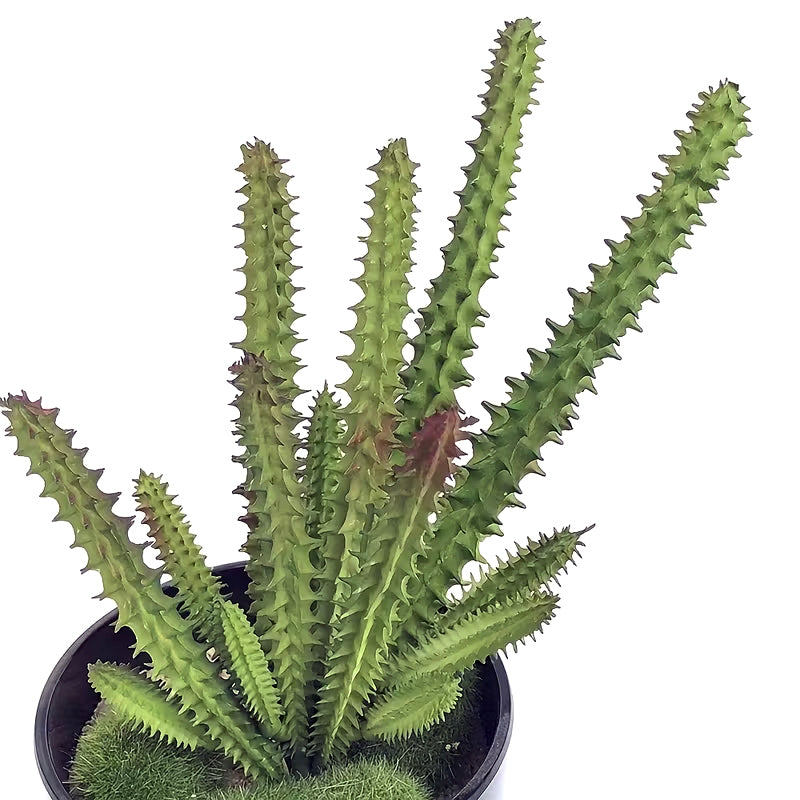 Watch Chain Cactus, 23cm Faux Greenery