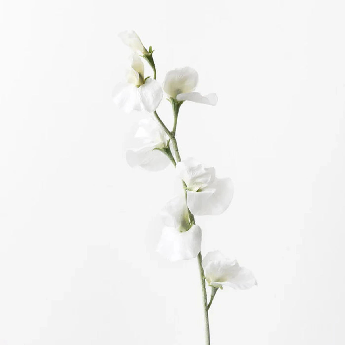 Single sweet pea stem at full length, on white