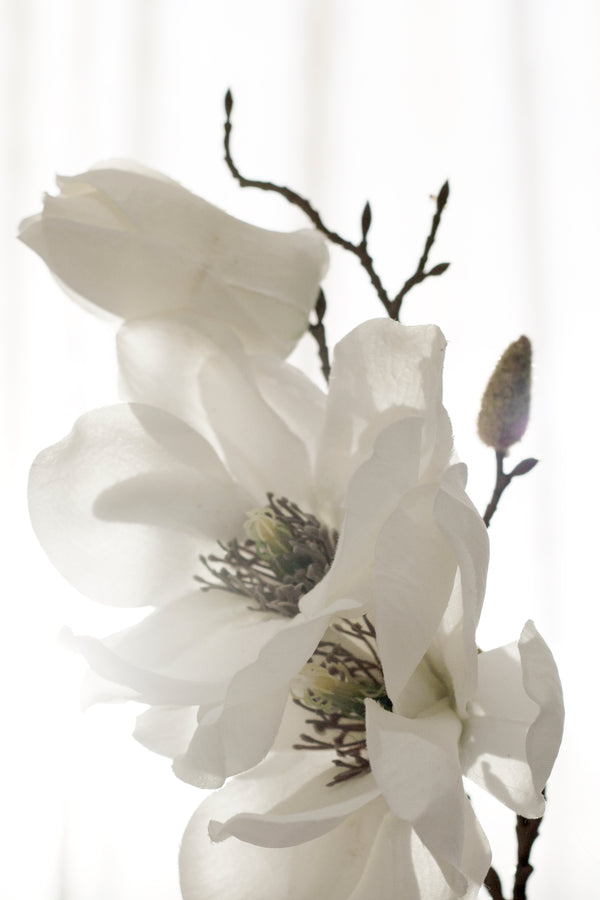 Royal Magnolia - White