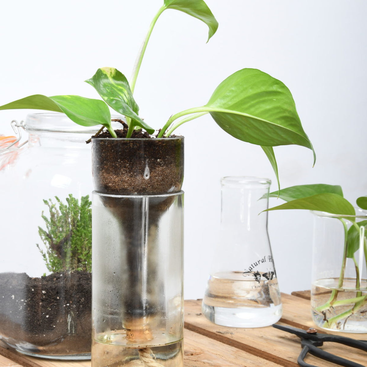Bottle planter with a pothos beside a glass jar and secateurs
