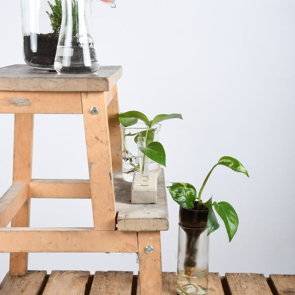 Bottle planter with pothos leaves standing on a wooden stool