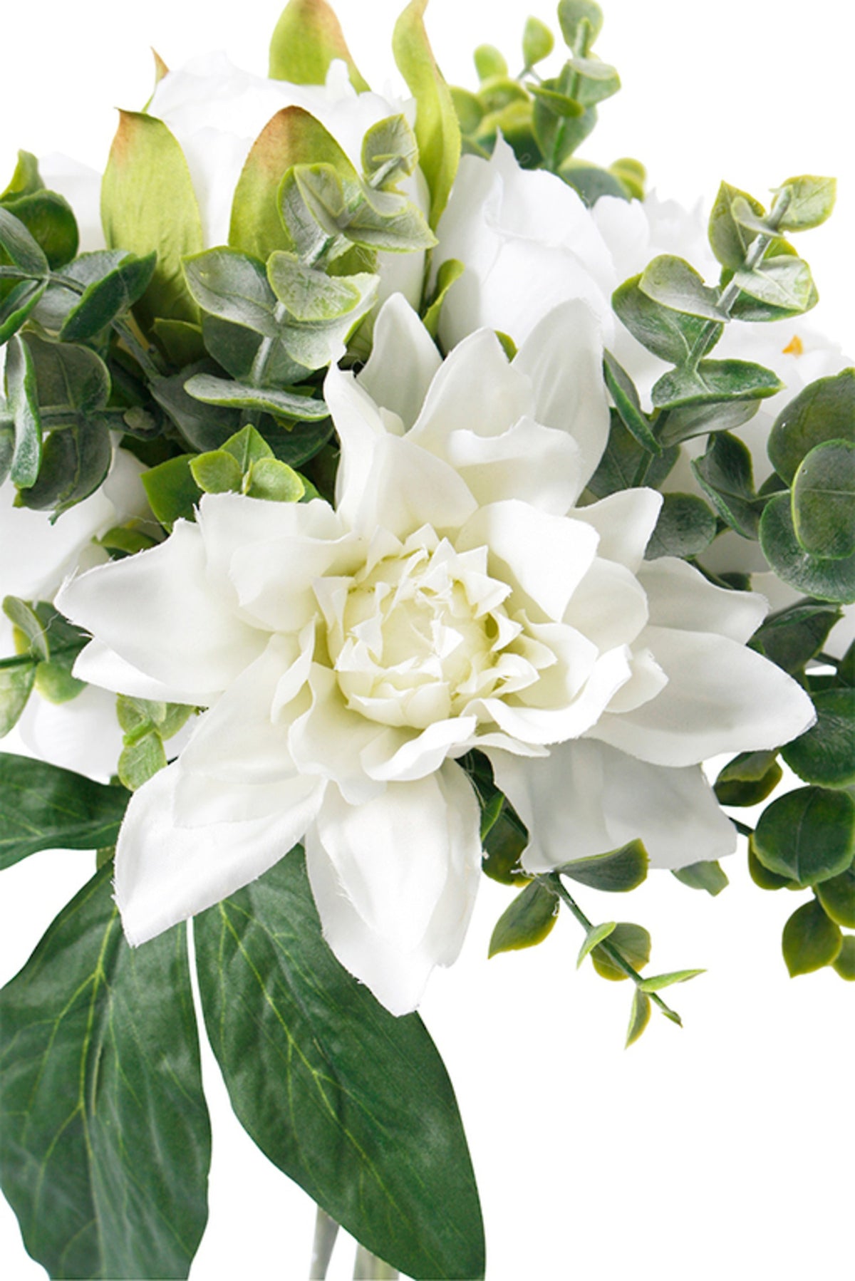 Close view of a white dahlia with green leaves, on white