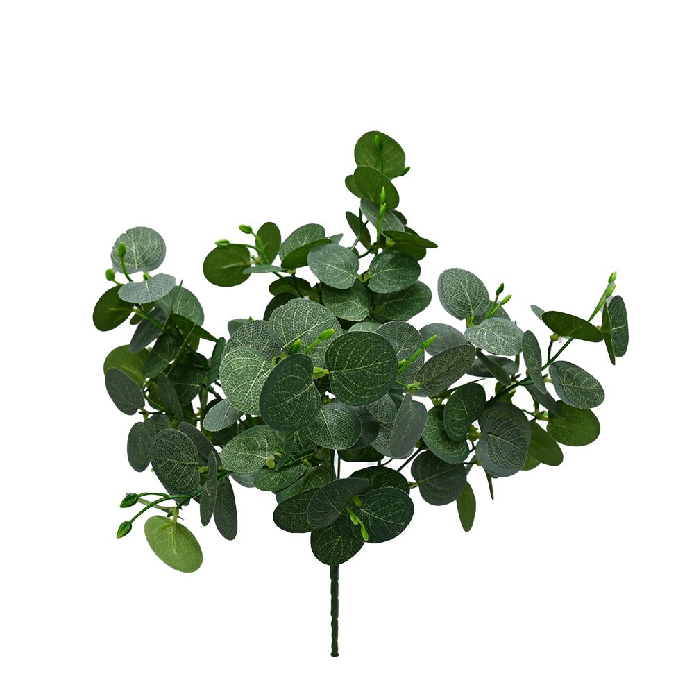 Gum drop eucalyptus bush with coin shaped grey green leaves, shown on a white background