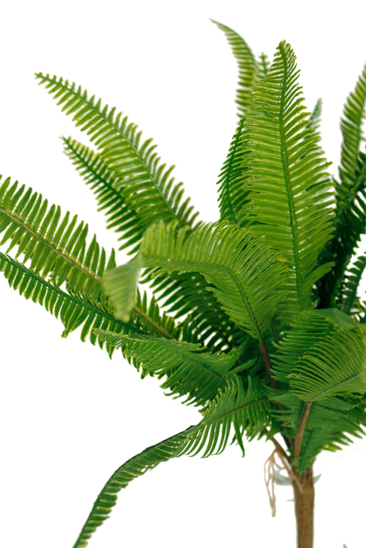 Ladder fern bush with arching green fronds, on a white background