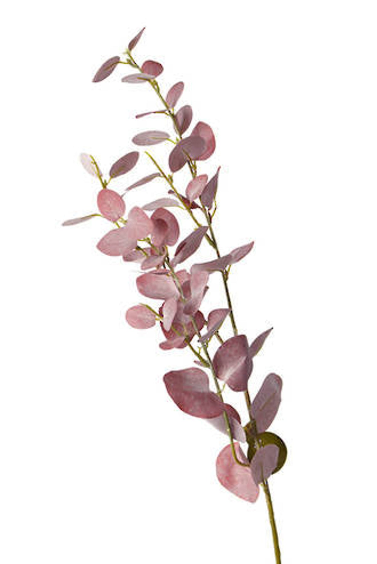 Burgundy eucalyptus spray on white, angled view