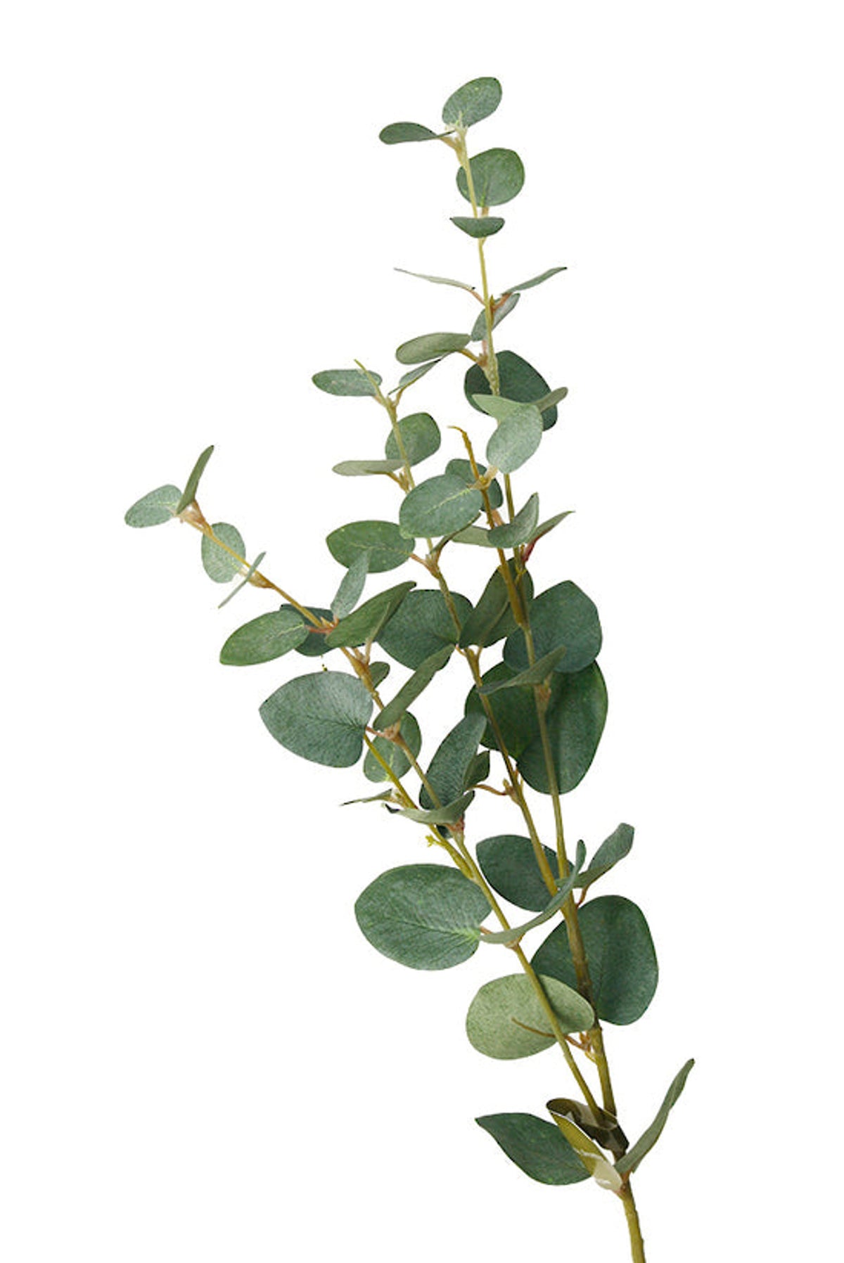 Faux eucalyptus spray with round green leaves on a single stem, plain background