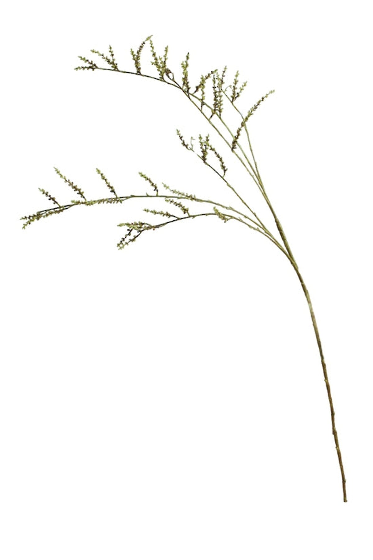 Stachyurus branch, a tall faux stem with fine green catkins, on white