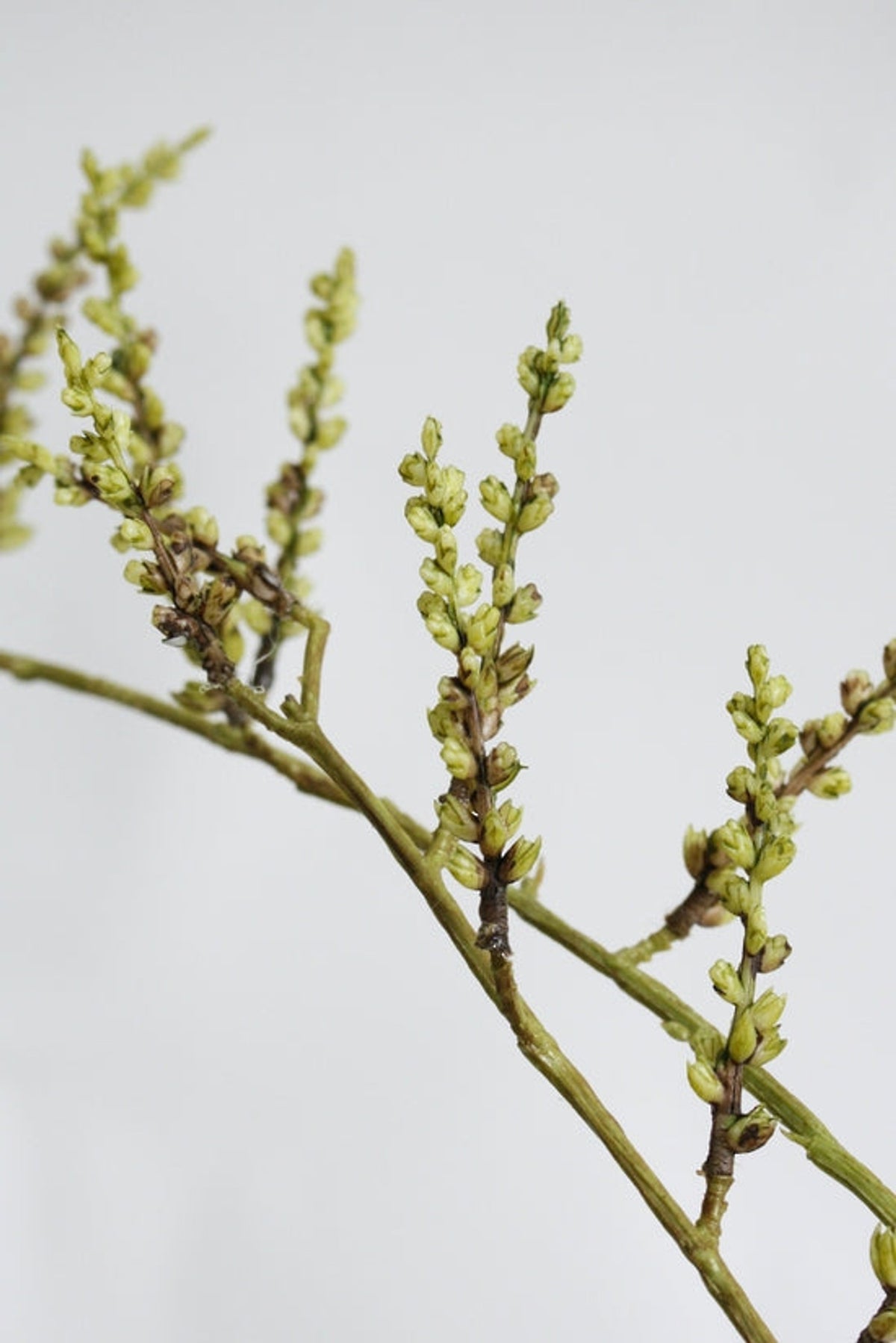 Close view of the stachyurus catkins along the branch
