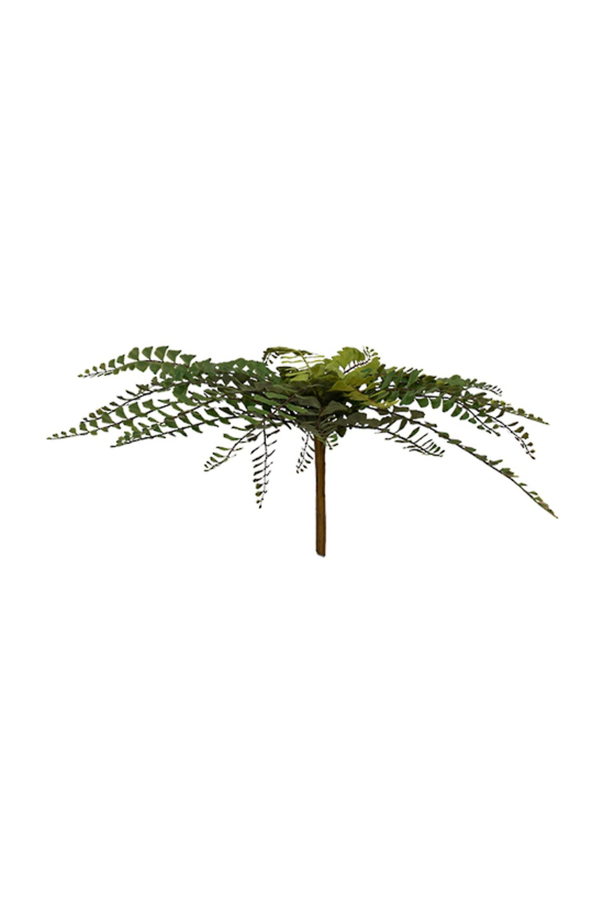 Northern maidenhair fern seen side on, fronds spreading from a single stem, on white