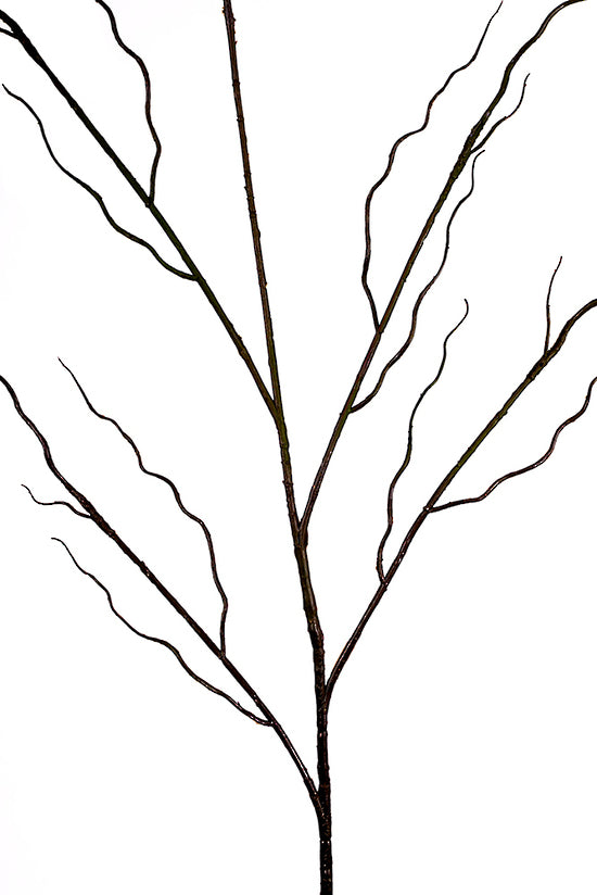 Close crop of a single willow branch, dark bark and tightly curled twigs on white