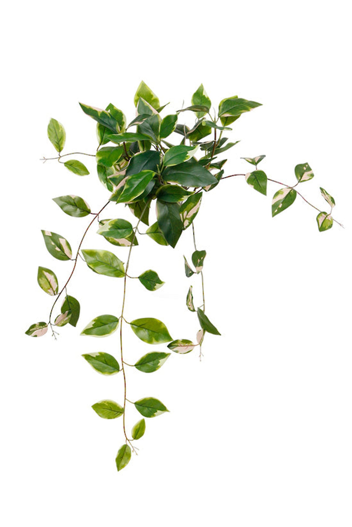 Variegated pothos hanging bush with green and cream leaves trailing, shown on white