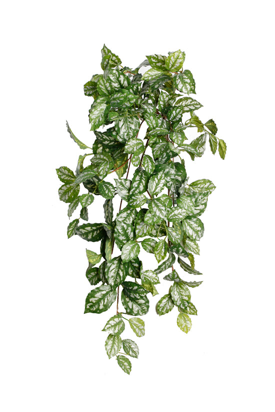 A Pilea Cadieri Hanging Bush with artificial green leaves on a white background by Artificial Flora.
