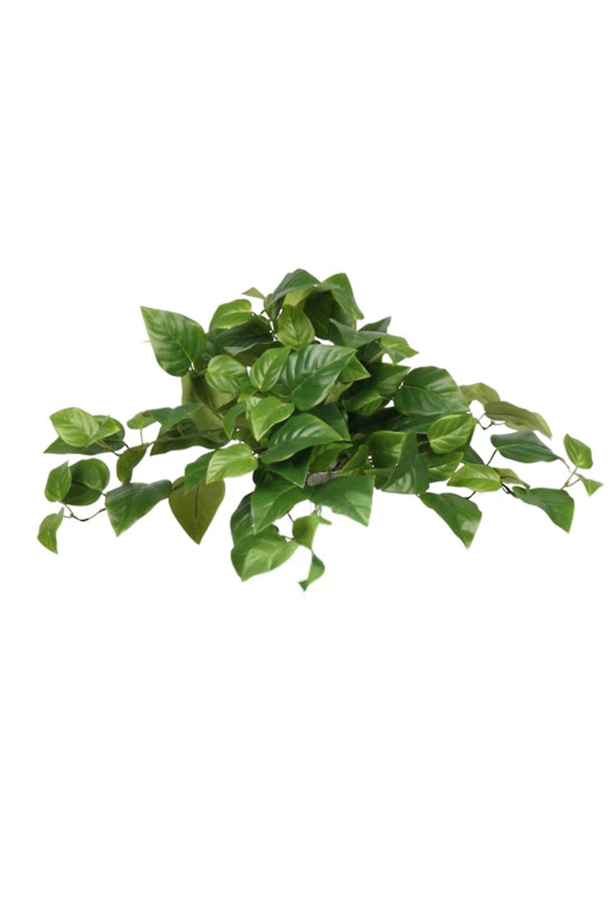 Faux pothos bush with heart shaped green leaves, on white