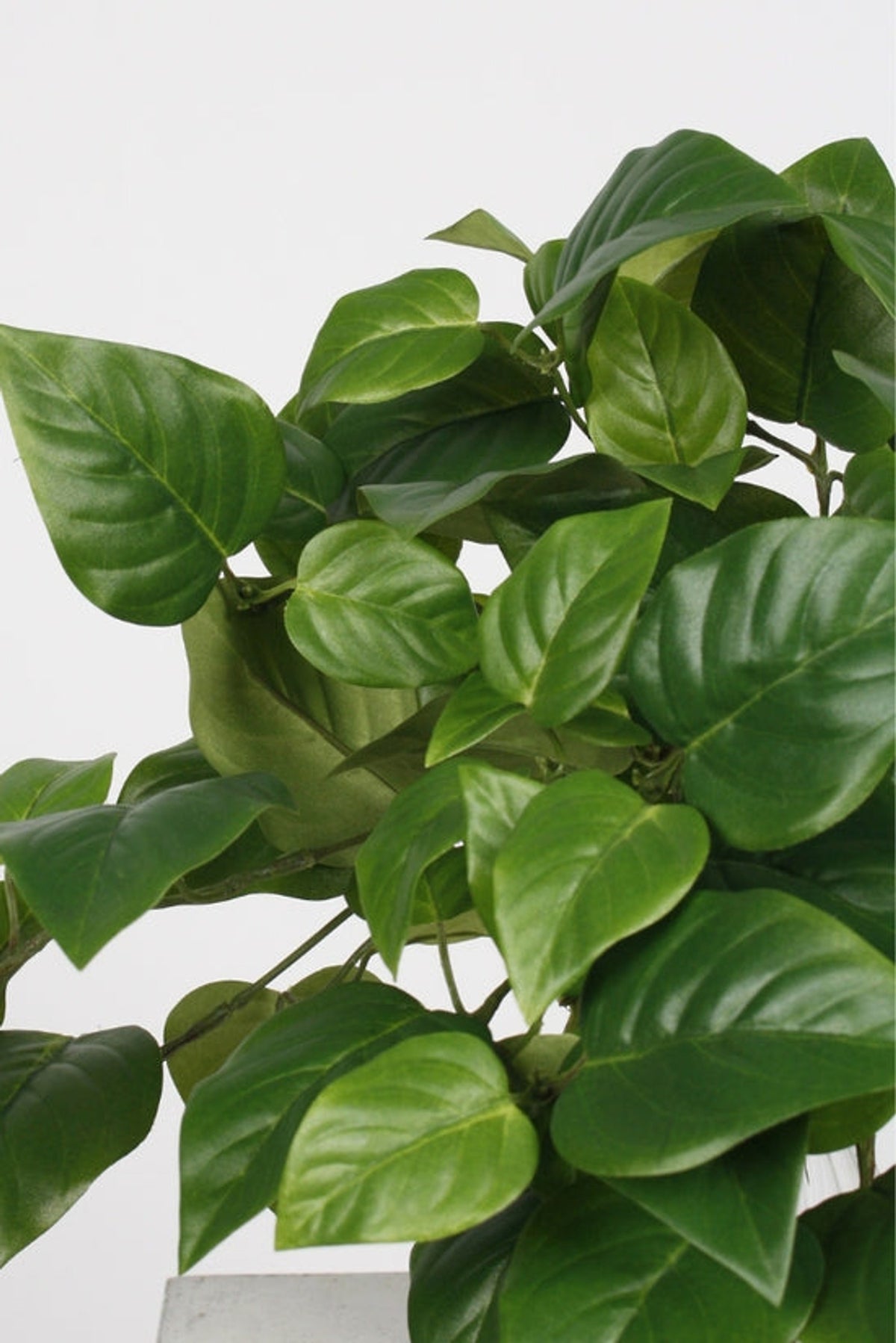 Close view of glossy green pothos leaves