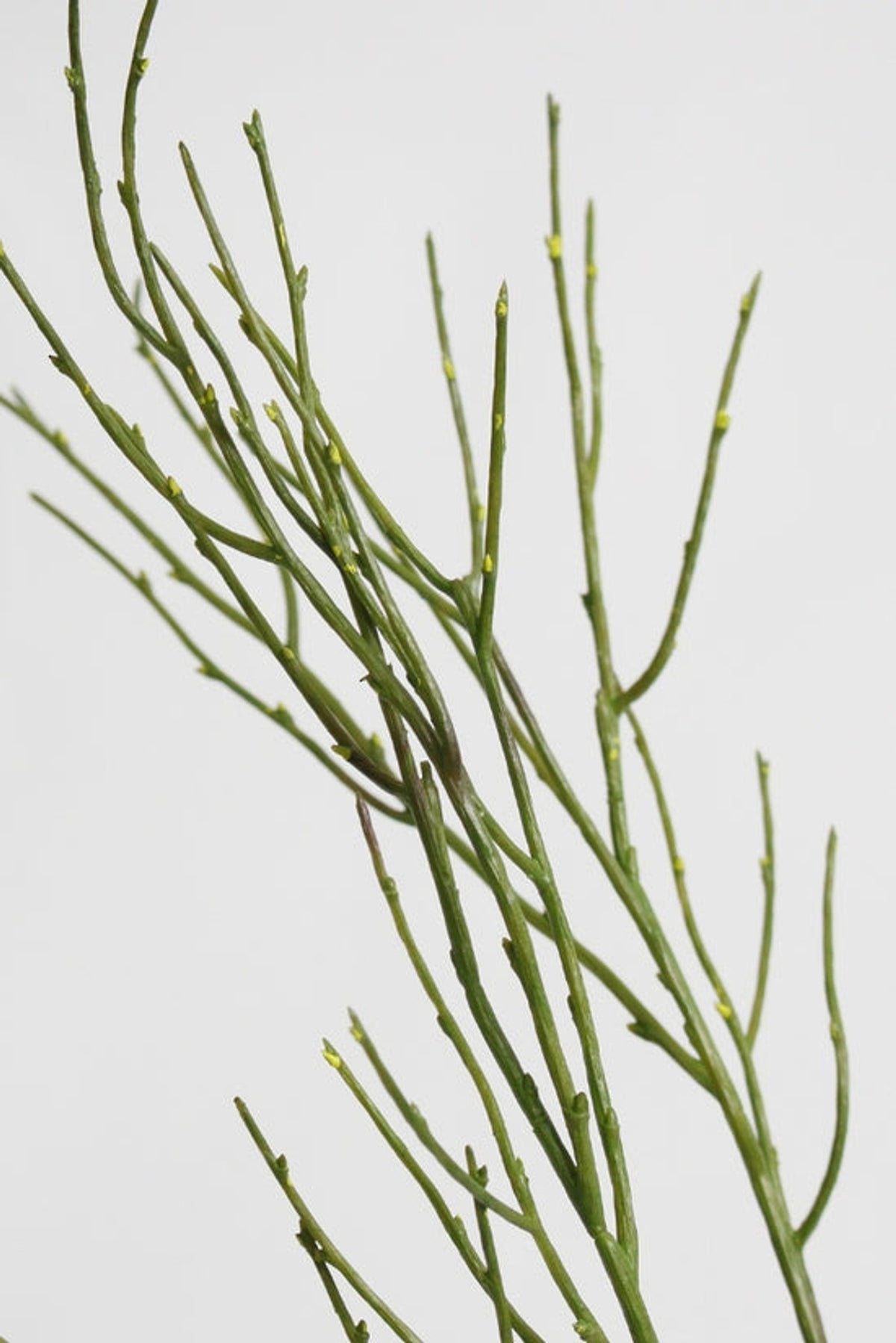 Close view of the Saltmarsh stem's slender jointed green branches