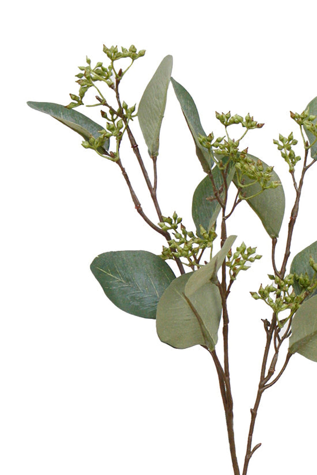 Close view of the Gunni Eucalyptus leaves and seed buds on white