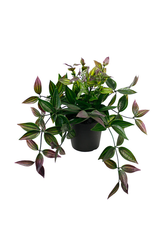 Potted wandering dew with green and purple leaves trailing from a black pot, on white