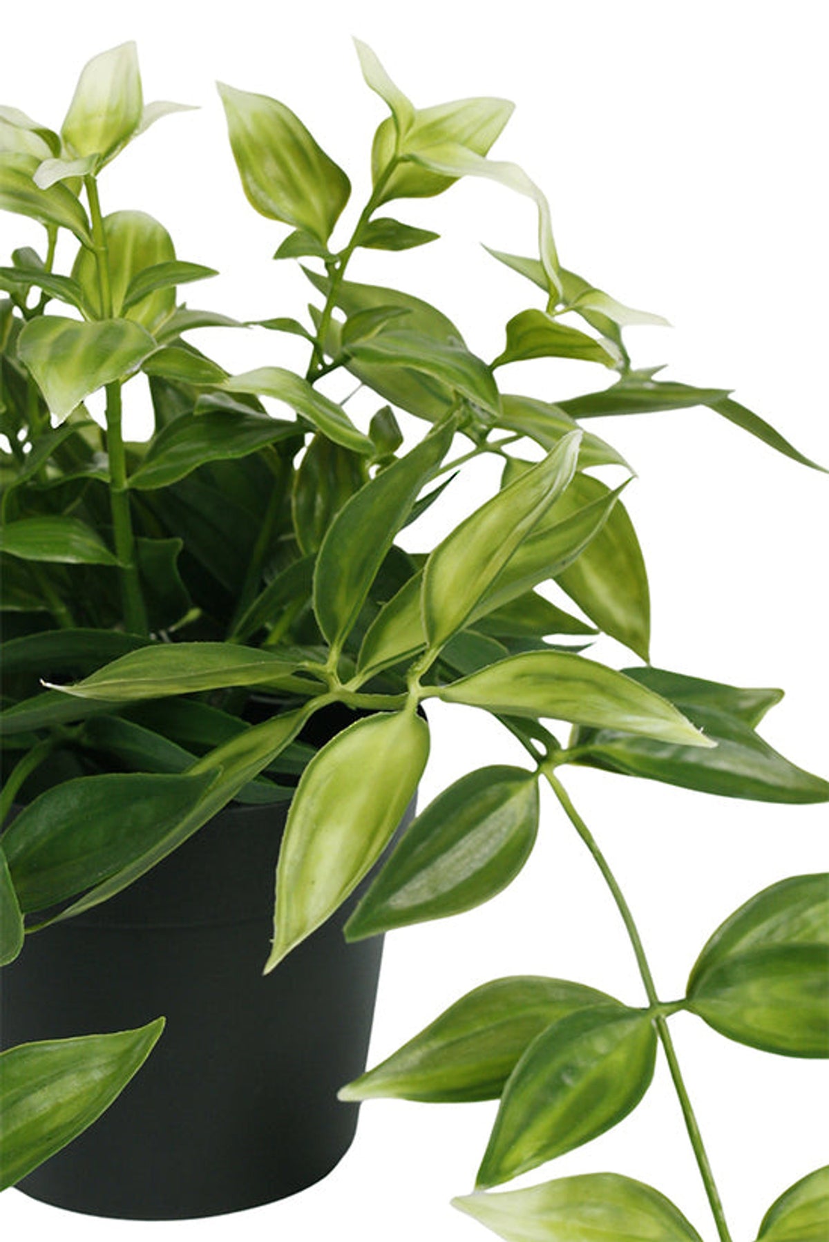 Close view of the green and white variegated faux leaves in their black pot
