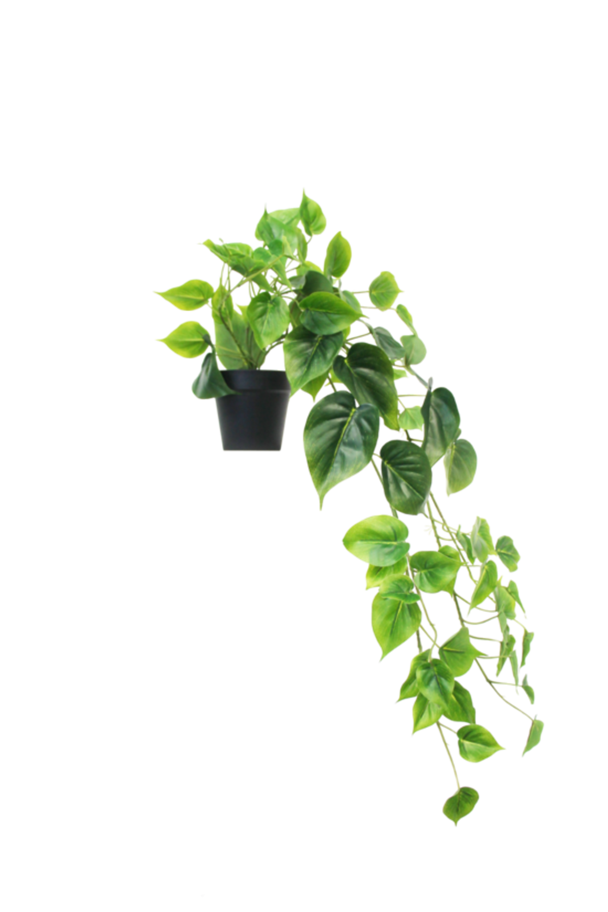 Faux hanging philodendron with trailing heart-shaped leaves in a small black pot, on white