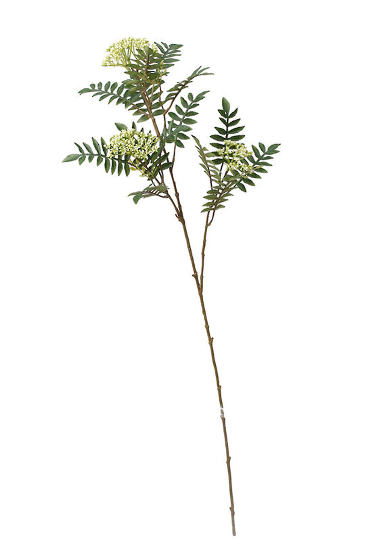 Rowan branch, a faux stem with long feathery green leaflets, on white