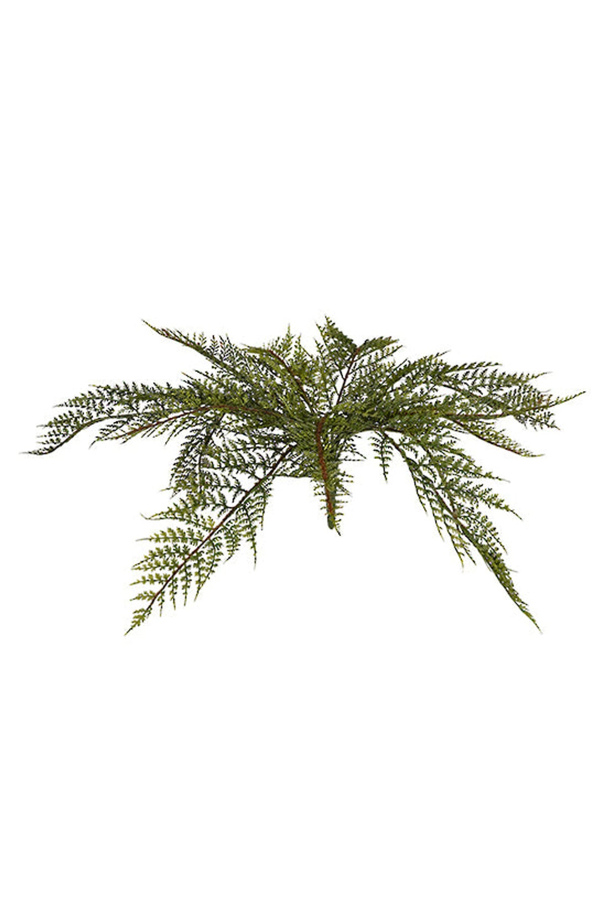 Forest fern bush with arching feathery fronds, on white