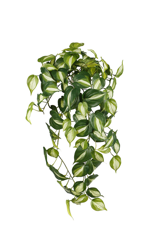Philodendron micans bush with heart shaped leaves striped cream, trailing on white