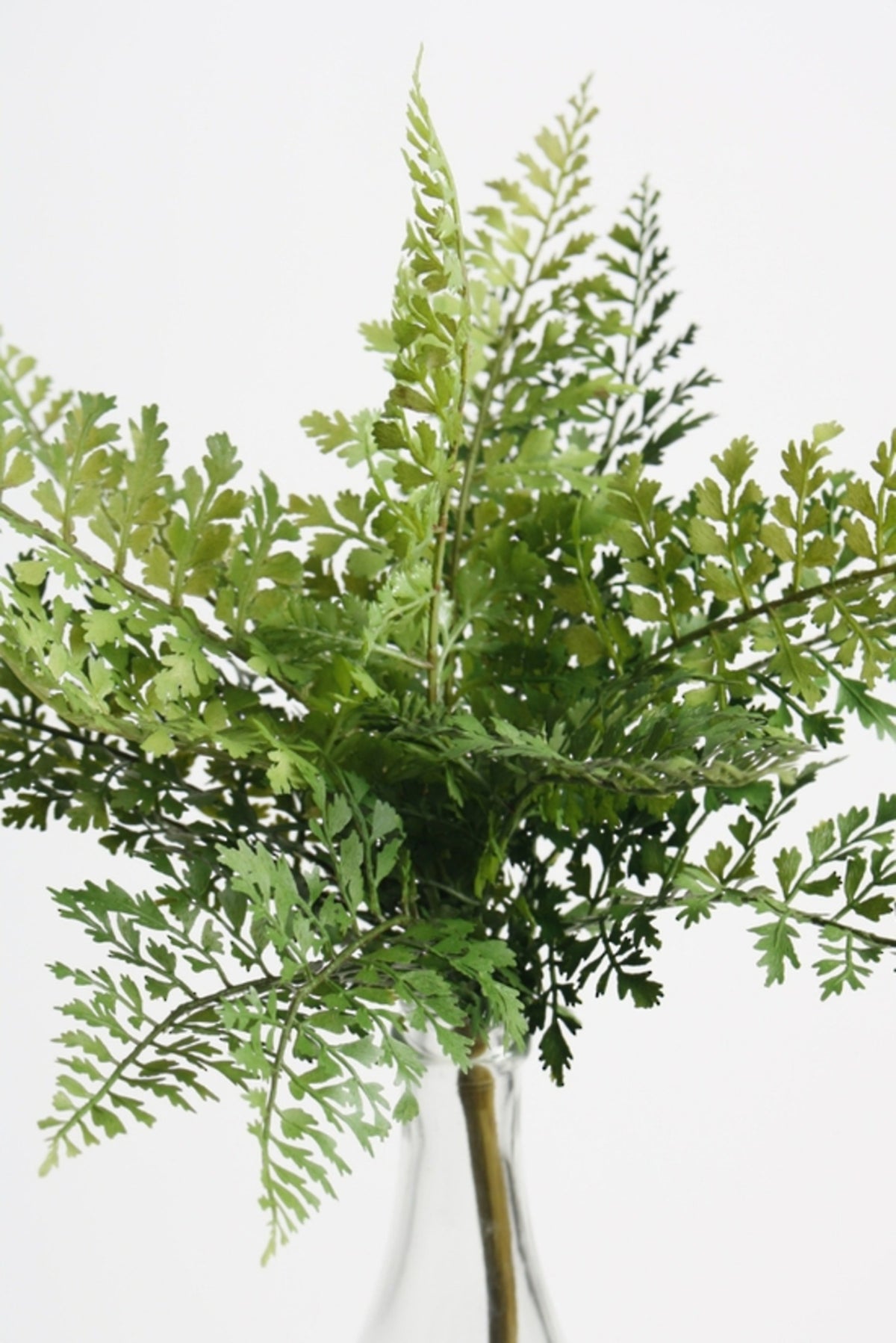 Hen and chicken fern bush, alternate view on white