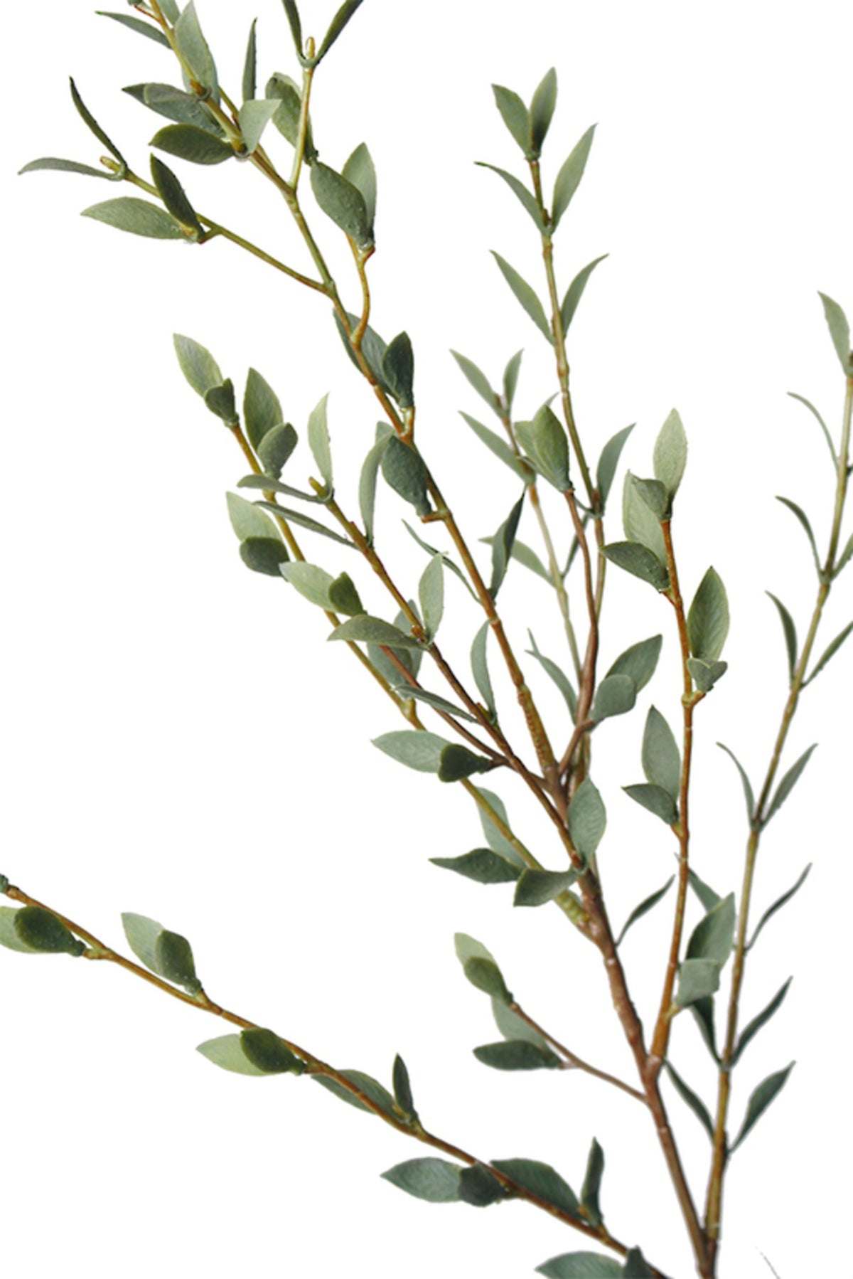 Italian ruscus spray with glossy green leaves, on a white background