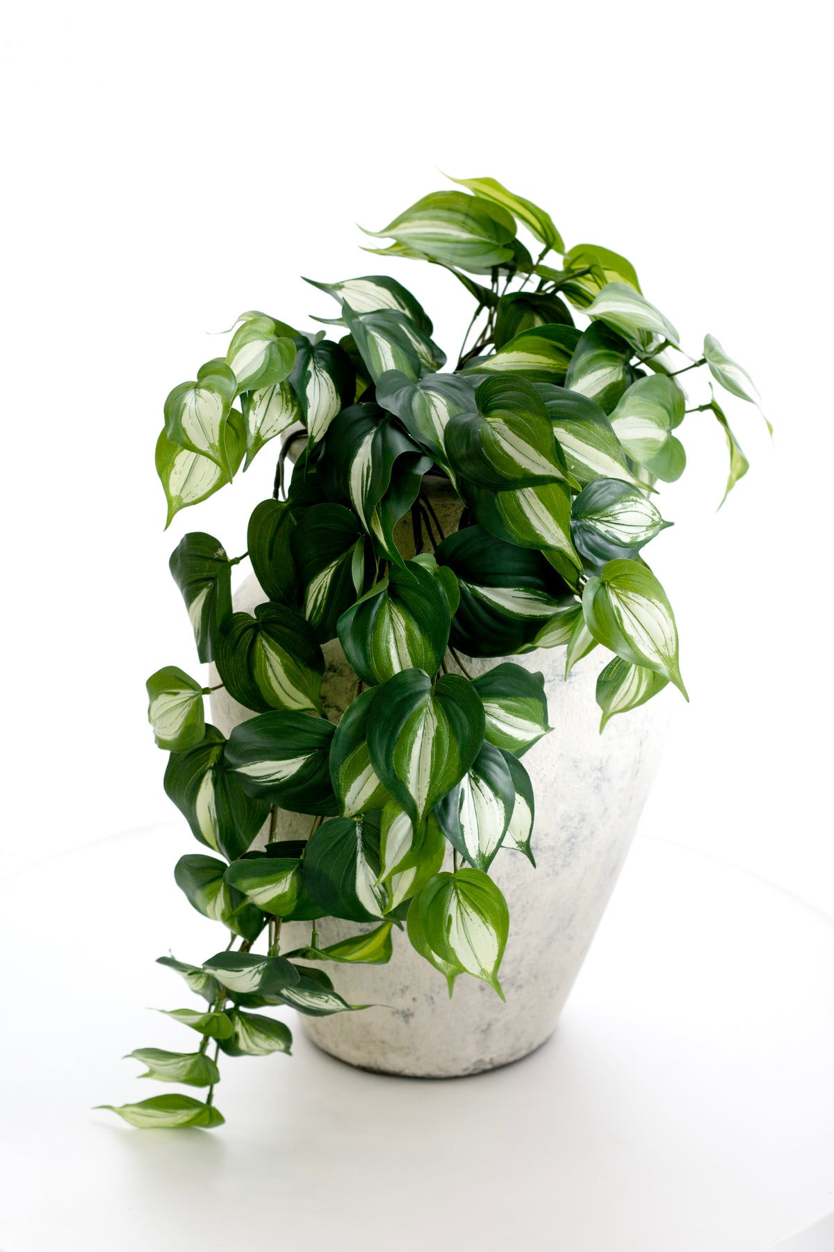 The potted philodendron seen whole, vines hanging either side of the pale pot