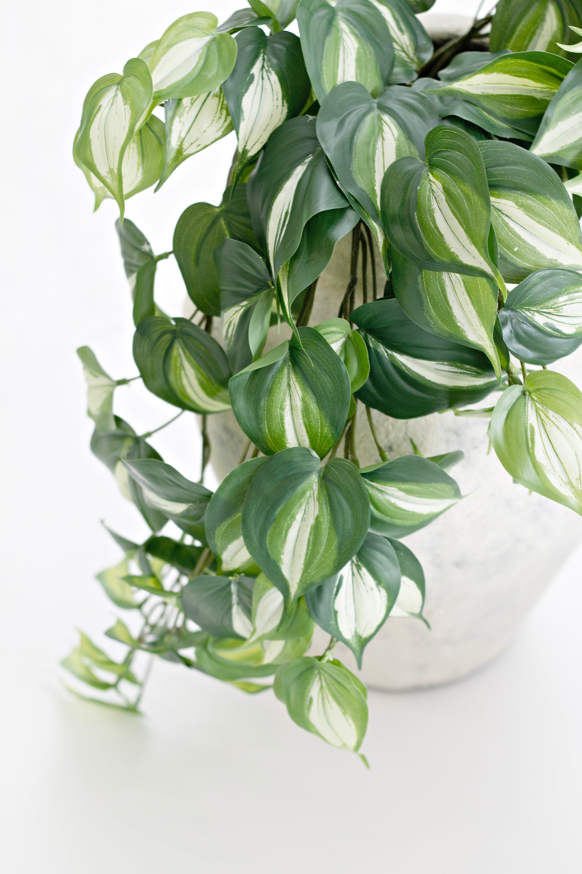 Close view of the trailing vines spilling from a speckled pot