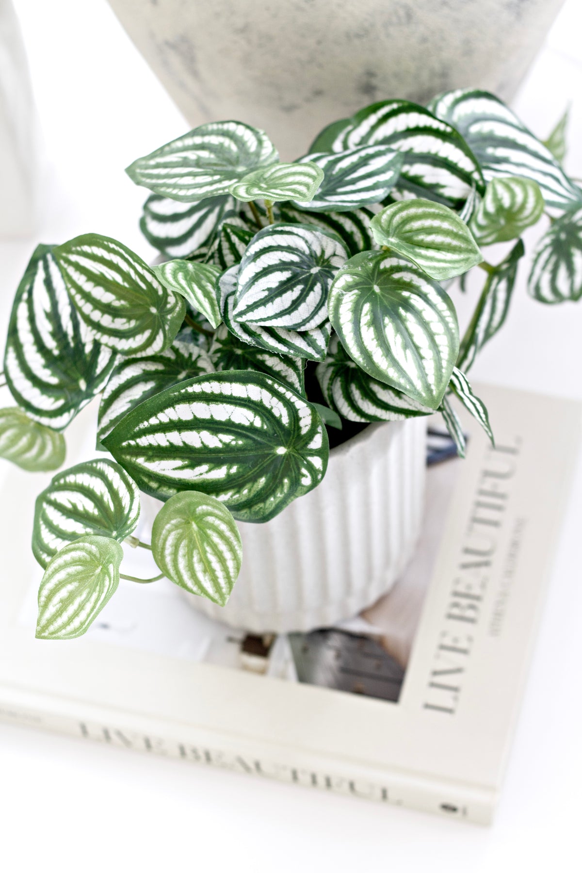 Striped peperomia leaves spilling from a white ribbed planter on a coffee table book