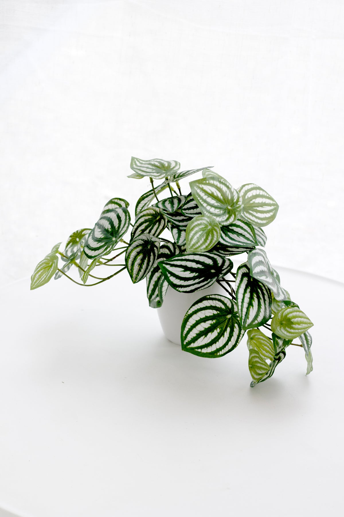 Faux watermelon peperomia with trailing stems in soft window light on a white surface