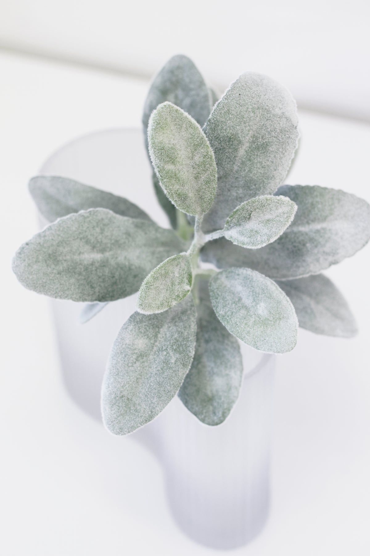 Lamb's ear leaves spilling from a frosted vase, close view