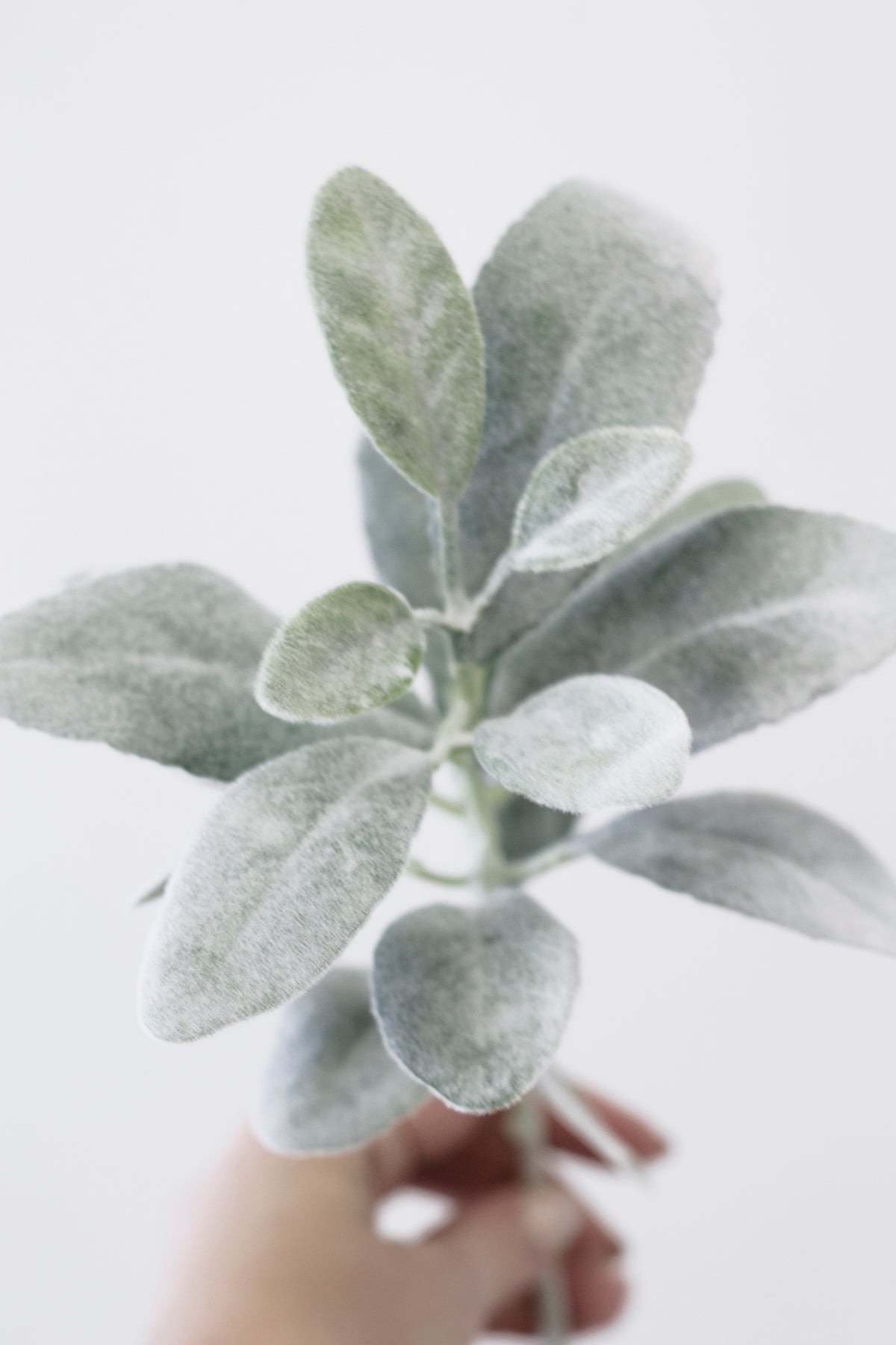 Hand holding a lamb's ear stem against a white wall
