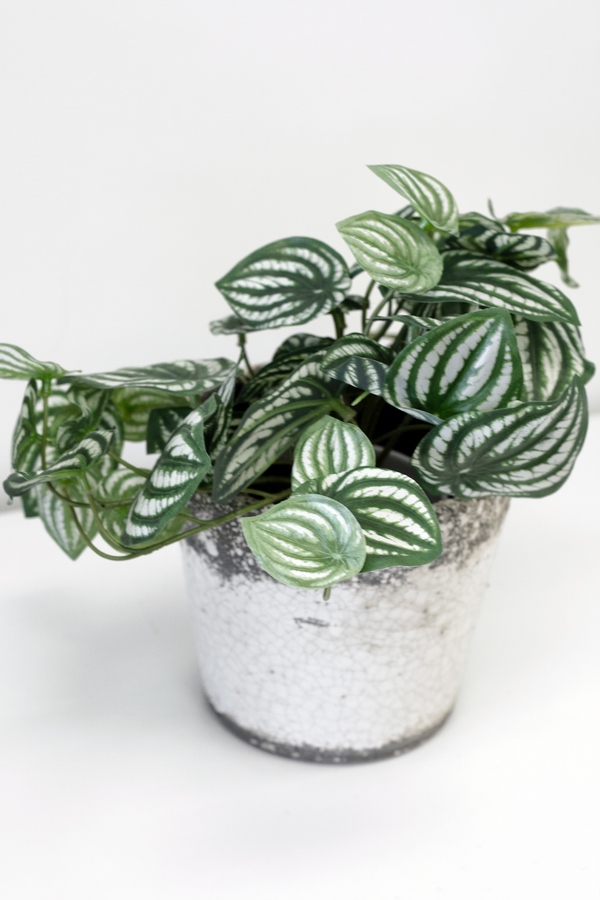An Artificial Flora Watermelon Peperomia Potted 24cm plant in a white pot on a white background.
