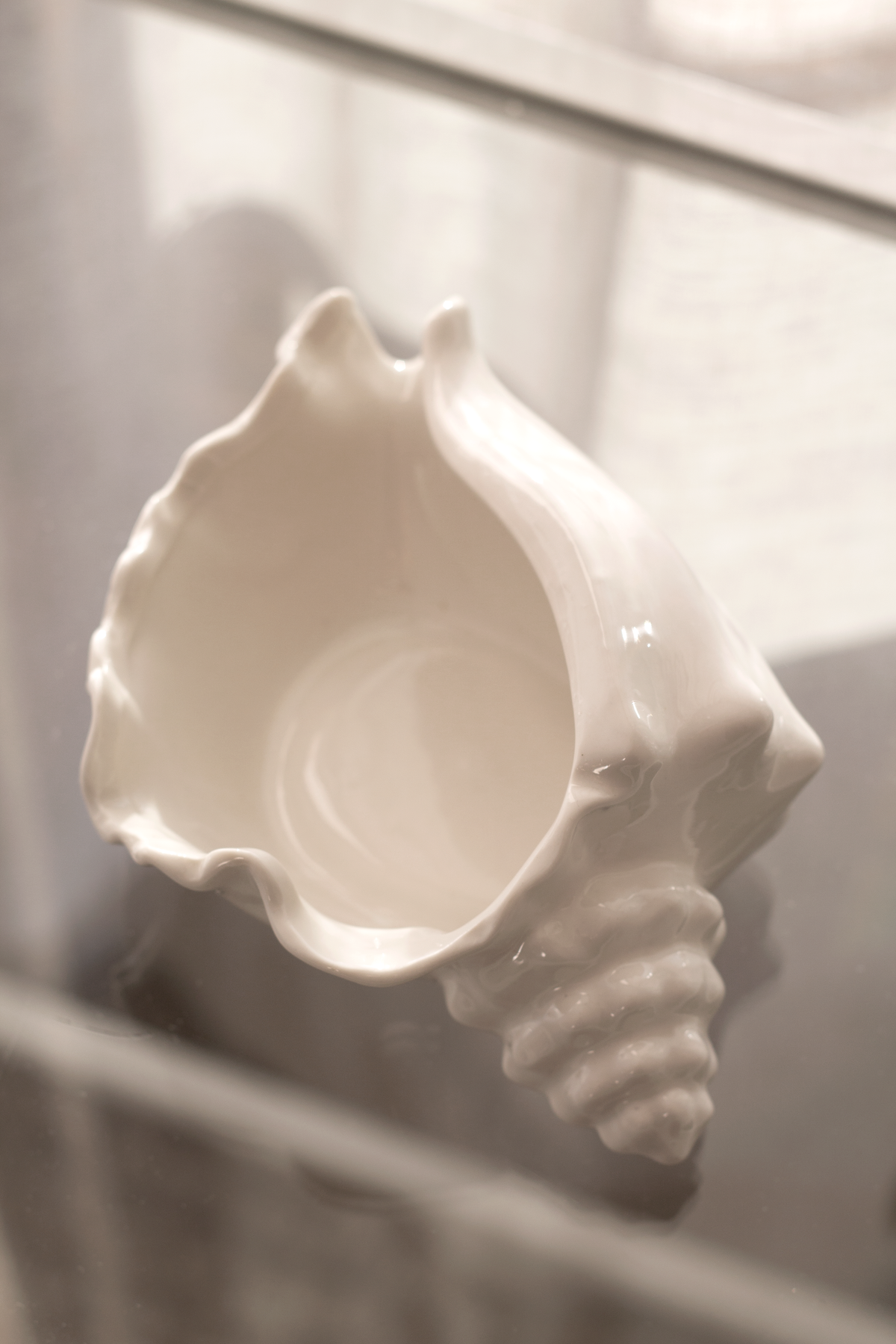 Conch bowl tilted on a glass shelf, light pooling in the hollow interior