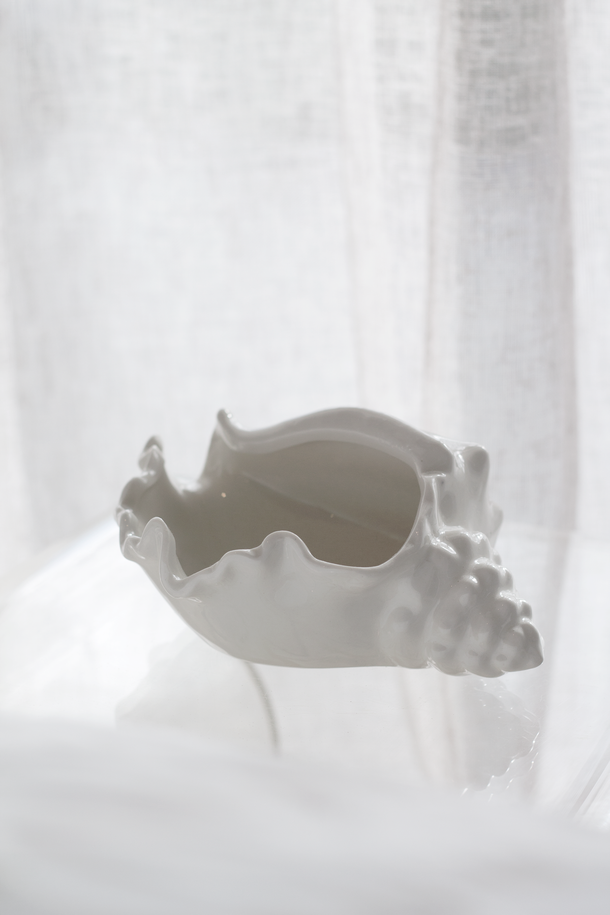 Conch bowl backlit against a sheer white curtain, edges glowing in the light