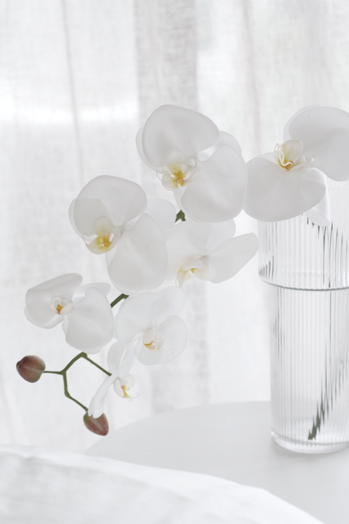 Tall ribbed glass vase holding a white orchid stem against sheer curtains