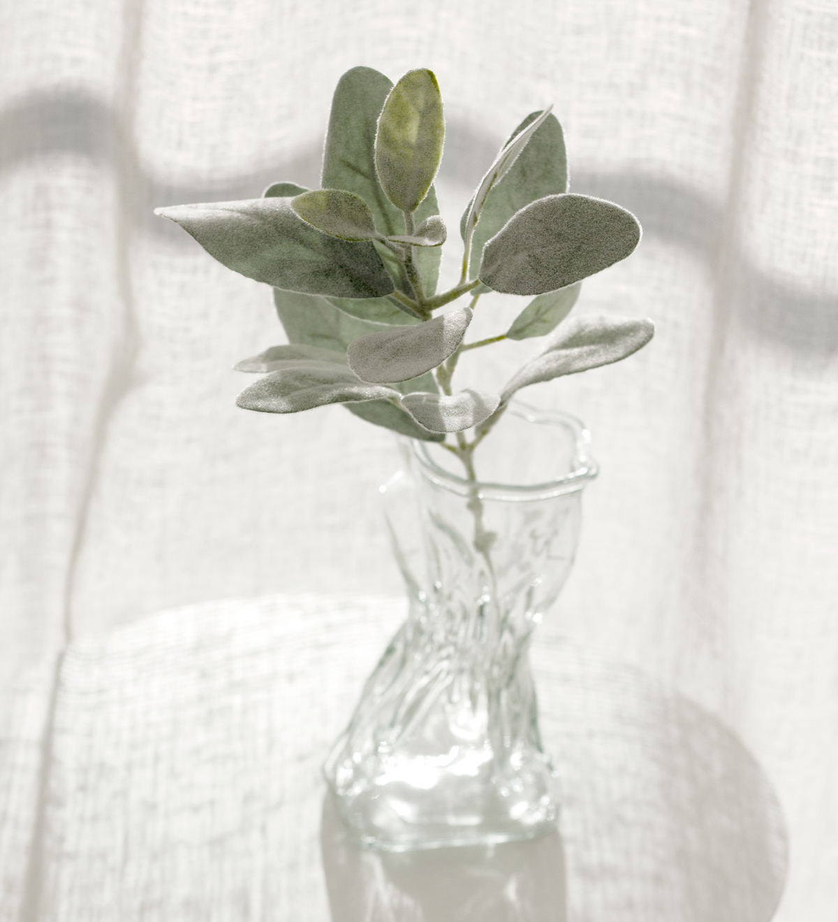 Clear crinkle vase holding a grey green eucalyptus sprig against a linen backdrop