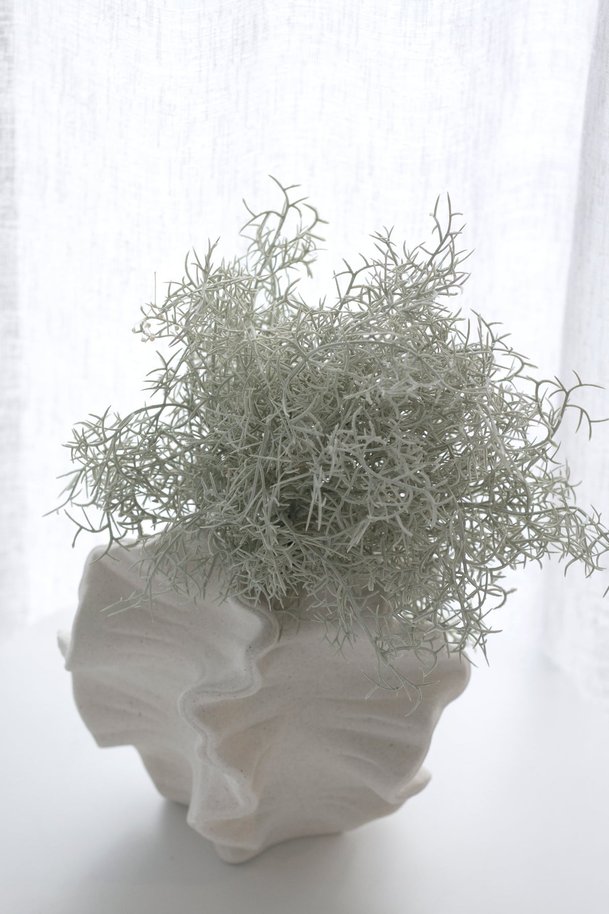 Fine pale grasses spilling from the coral vase in front of a bright window