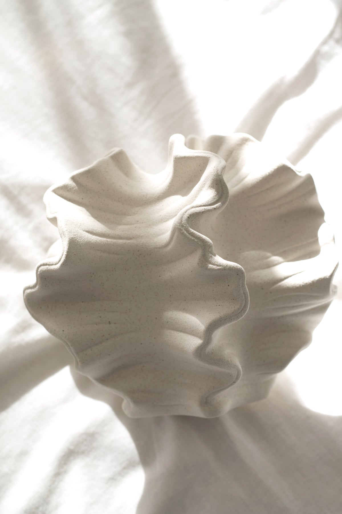Coral vase on rumpled white fabric, backlit so the ruffled edges glow