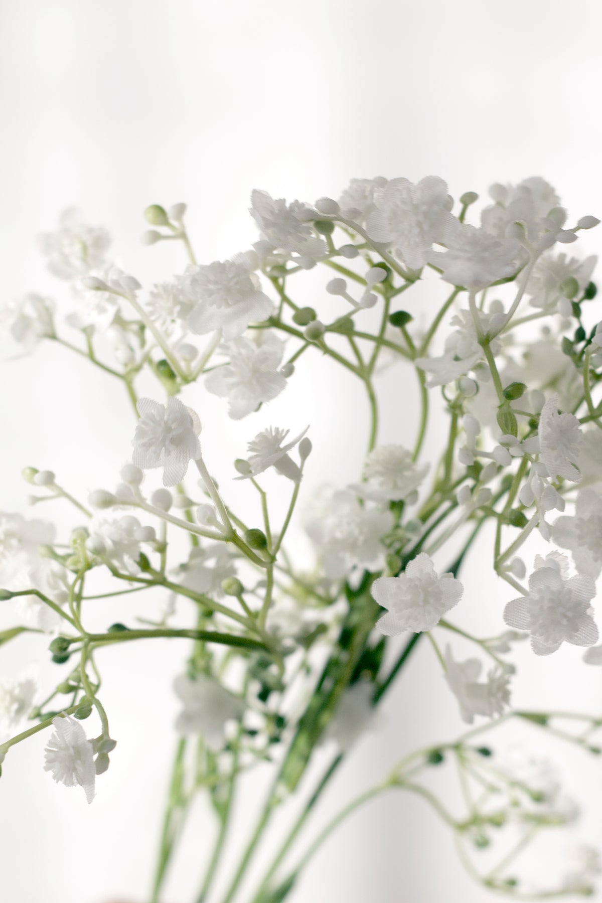 Close view of the fine white gypsophila blooms