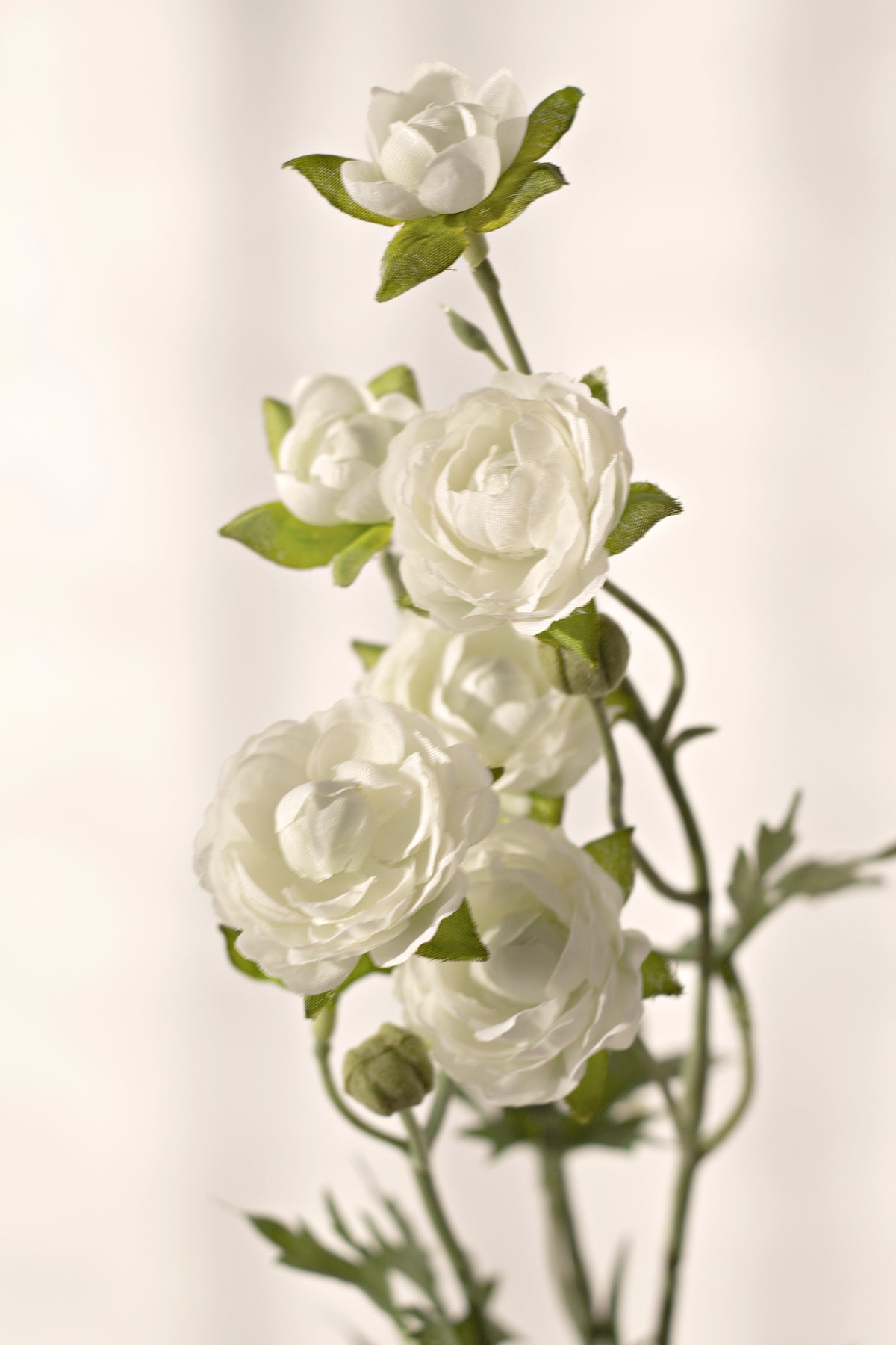 Close view of white ranunculus blooms in soft light