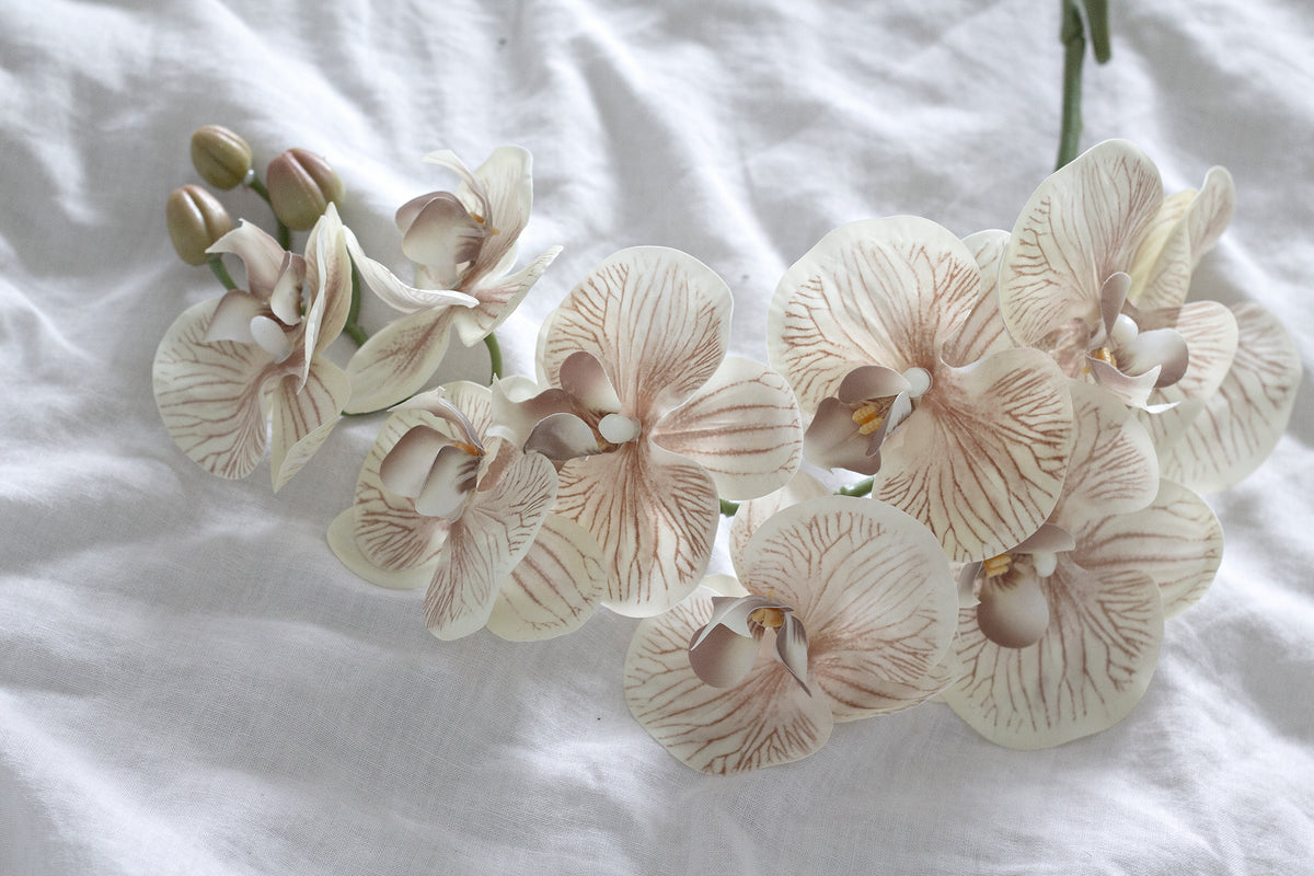 Blush orchid stem lying across white linen, blooms opening along its length