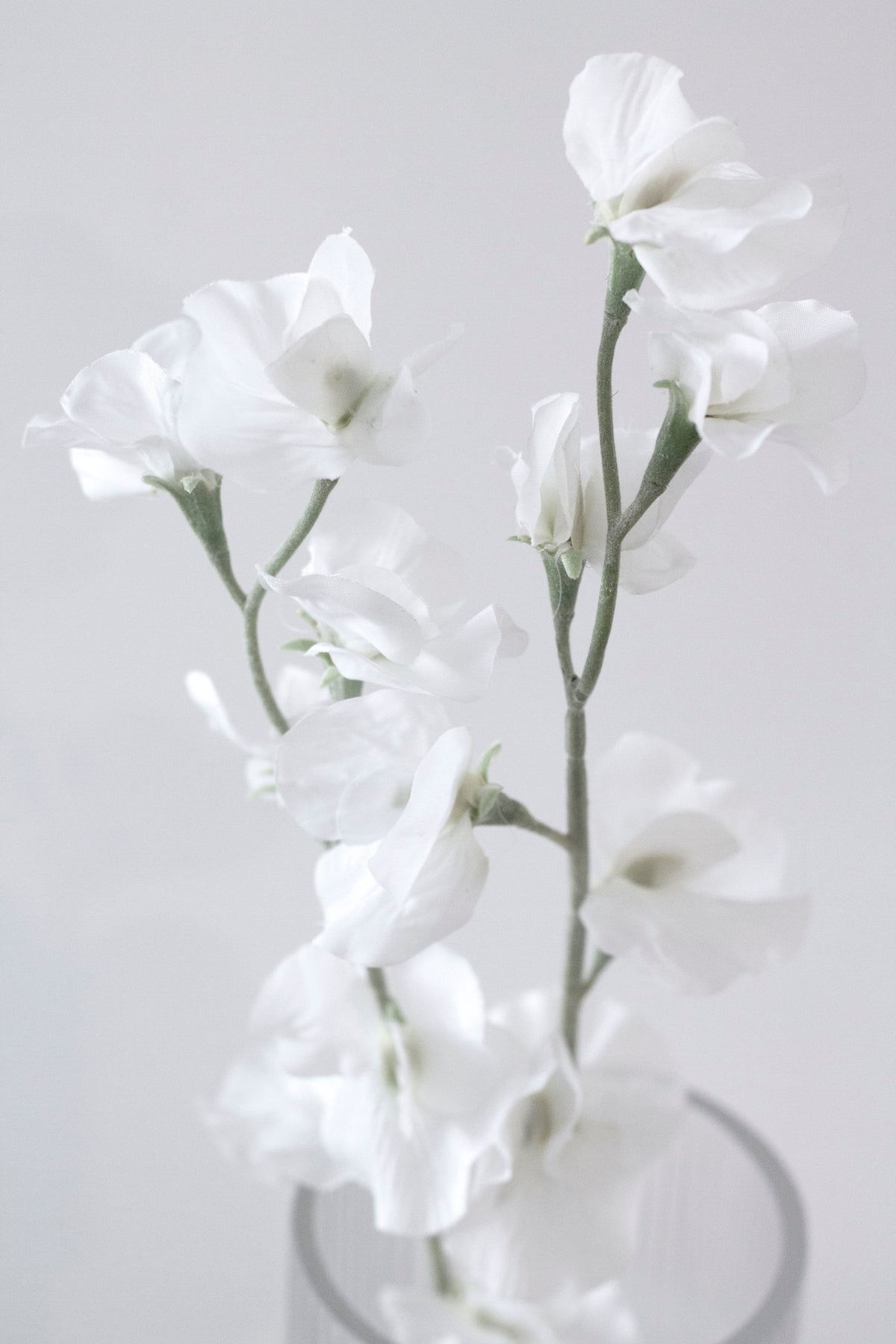 Sweet pea stems in a ribbed glass vase, close view