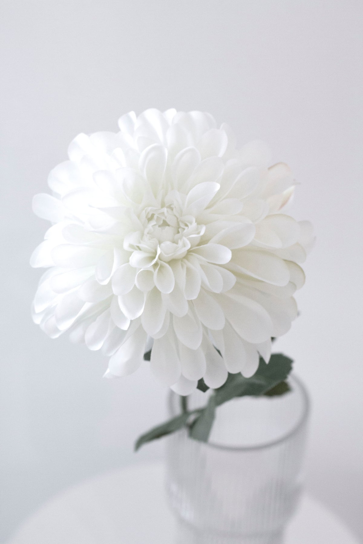 Full white dahlia bloom above a glass vase, front view