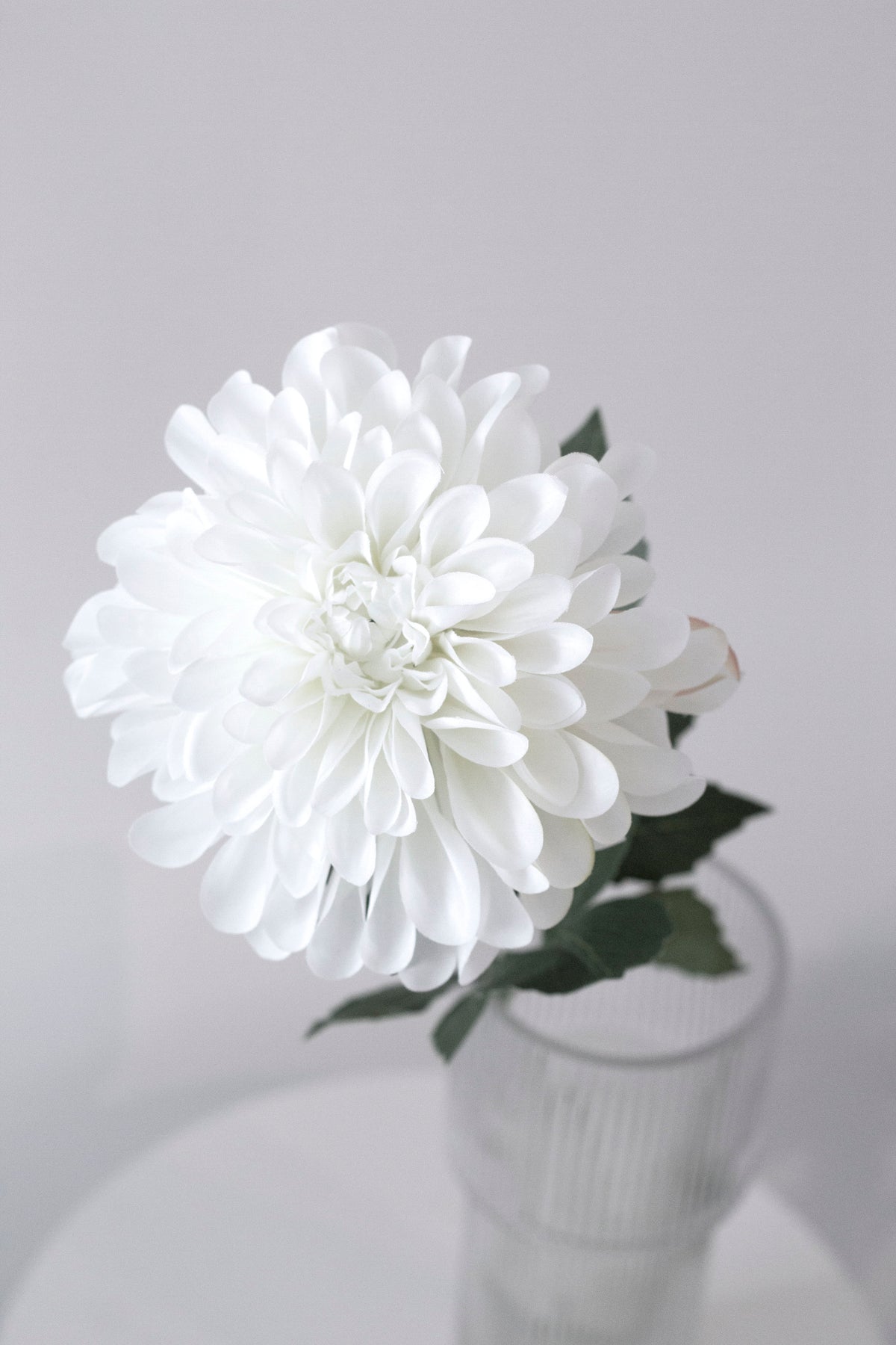 White dahlia in a glass vase against a grey wall
