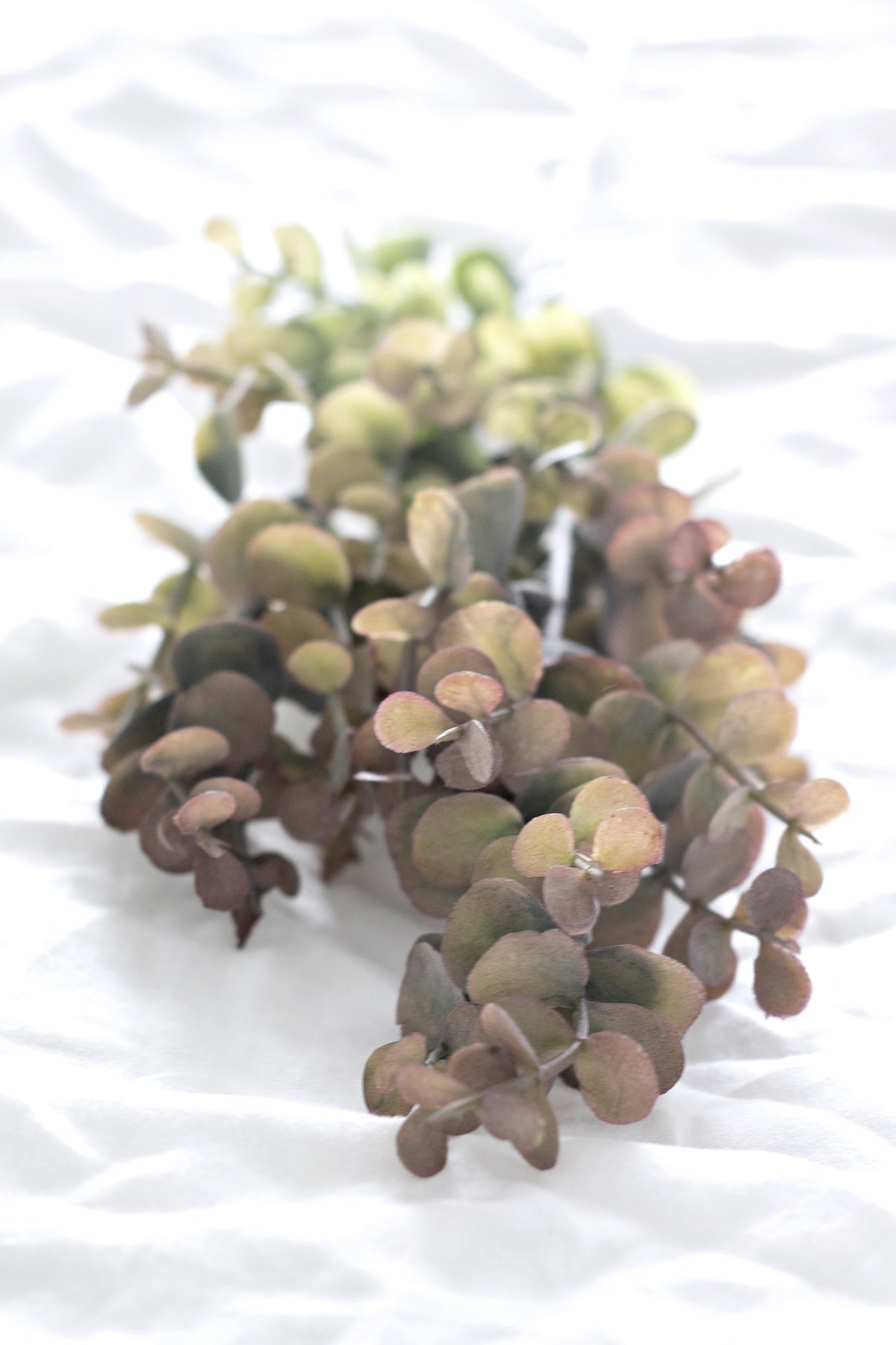 Close view of round grey-pink faux eucalyptus leaves